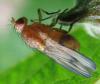 Minettia inusta